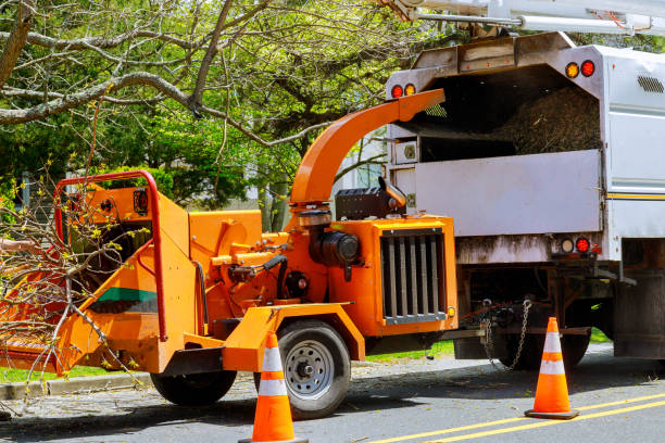 Professional Tree Removal and Landscaping Services in De Queen, AR